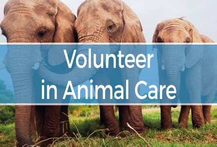 animal volunteer abroad